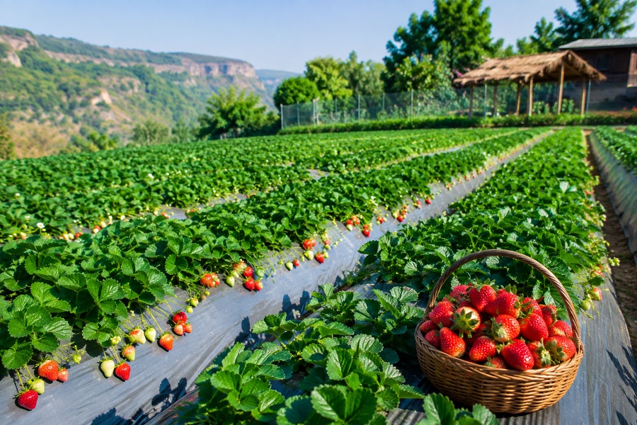 Best Strawberry Farm Experiences in Mahabaleshwar